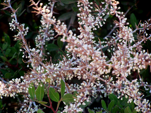 Vendicari, vegetazione