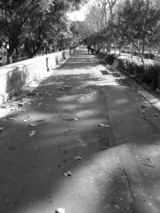 Viale Alberato, Villa Bellini