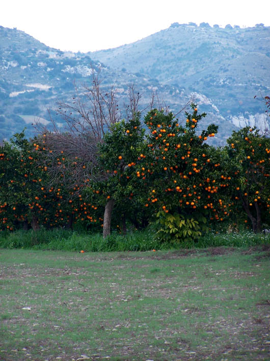 Iblei, aranceto
