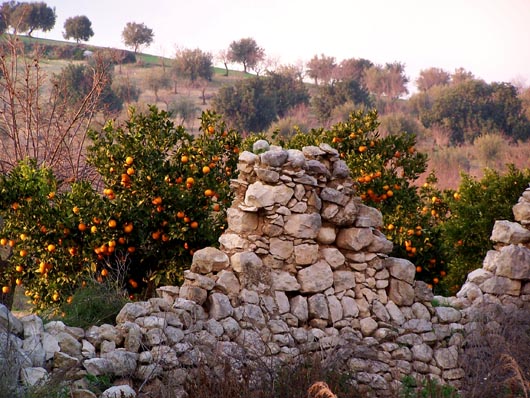 Muro a secco diroccato, aranceto