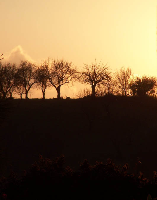 Tramonto con alberi in controluce